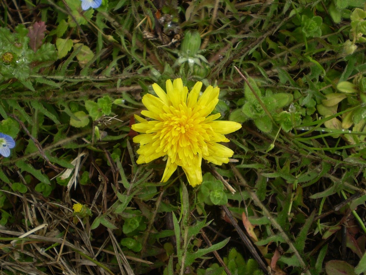 Taraxacum multidentatum — houseplant care guide