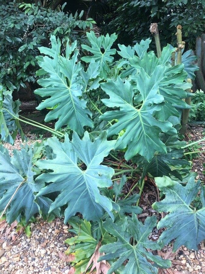 Thaumatophyllum saxicola habit