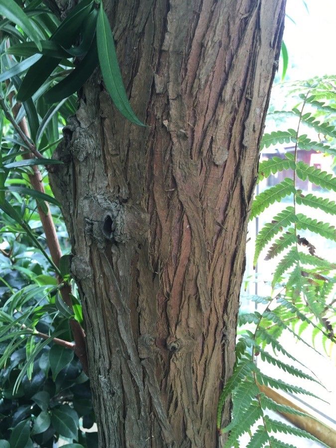 Podocarpus milanjianus bark