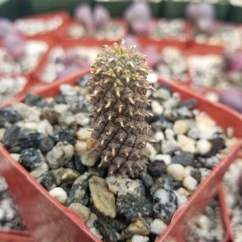 Euphorbia suppressa leaf