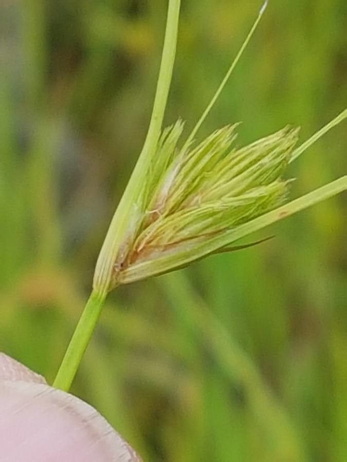 Carex bohemica fruit