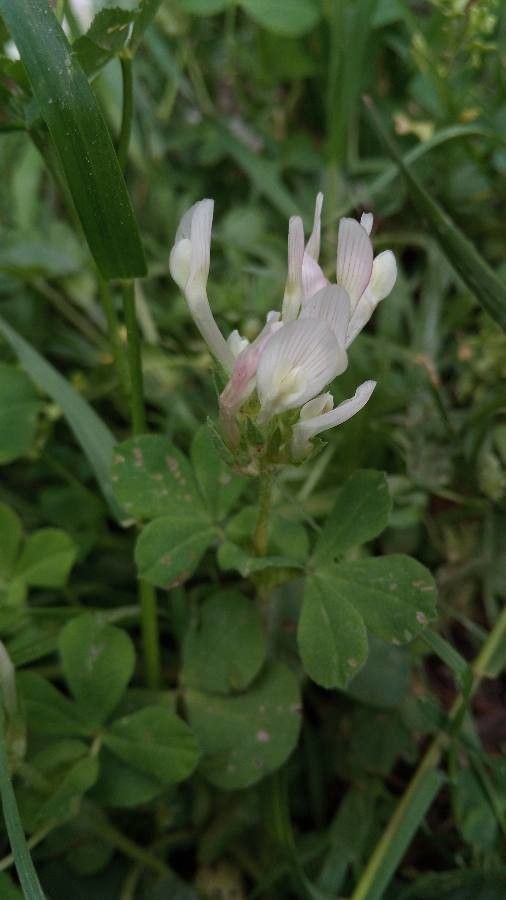 Trifolium clypeatum — search result for 'Trifolium'