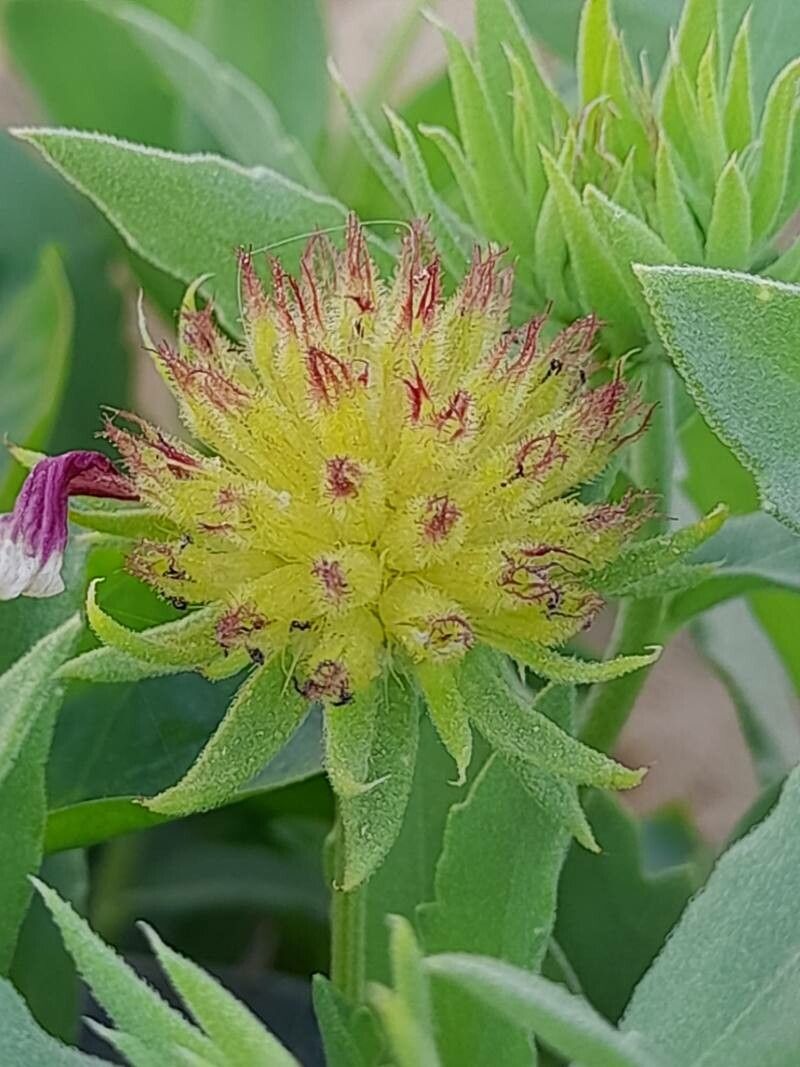Gaillardia × grandiflora fruit