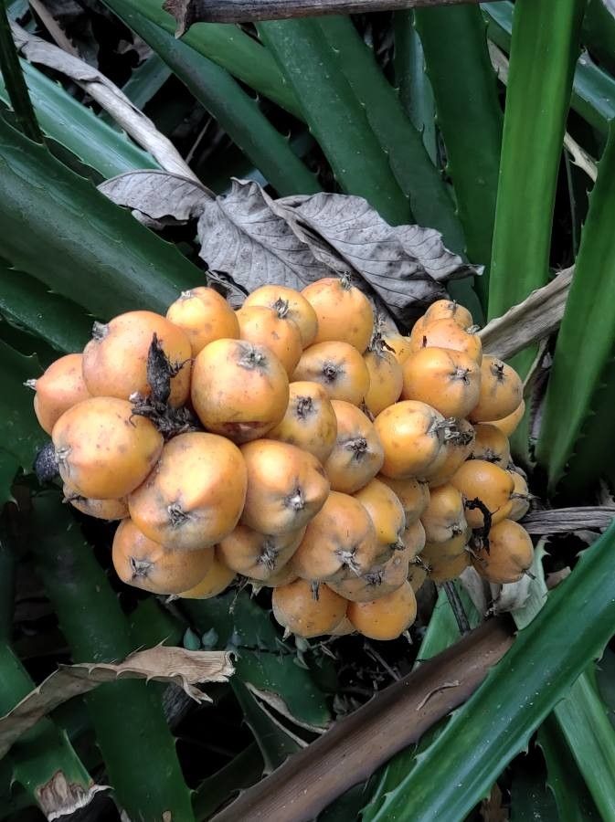Bromelia pinguin fruit