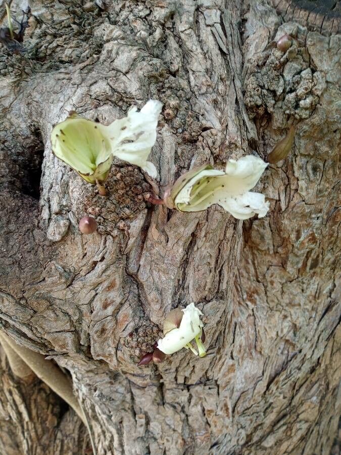 Parmentiera cereifera flower
