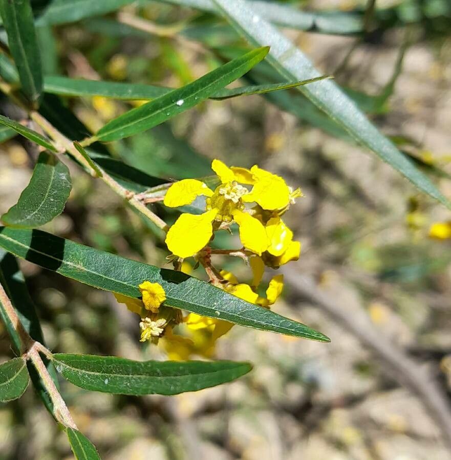 Heteropterys glabra flower