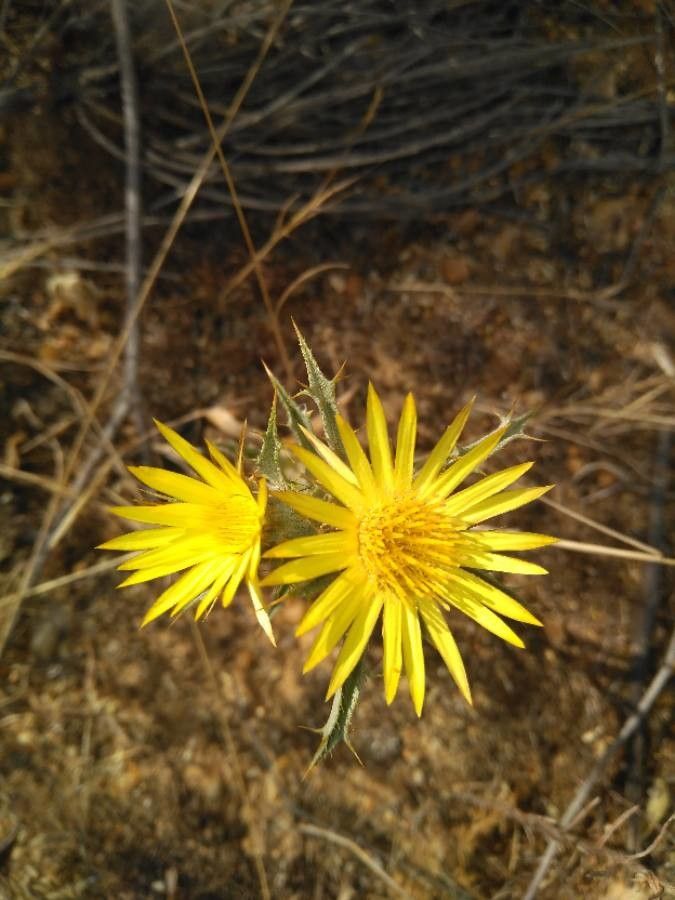 Carlina corymbosa flower