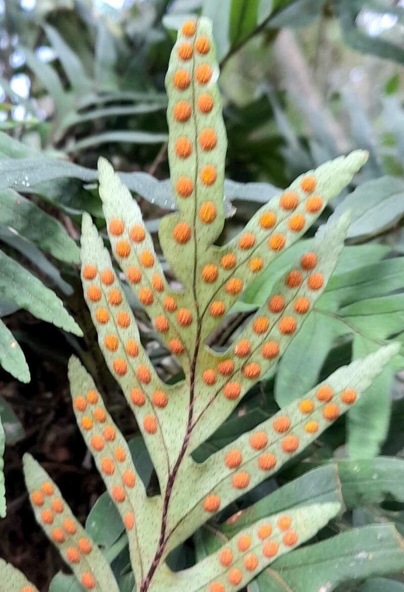 Pleopeltis pleopeltifolia fruit