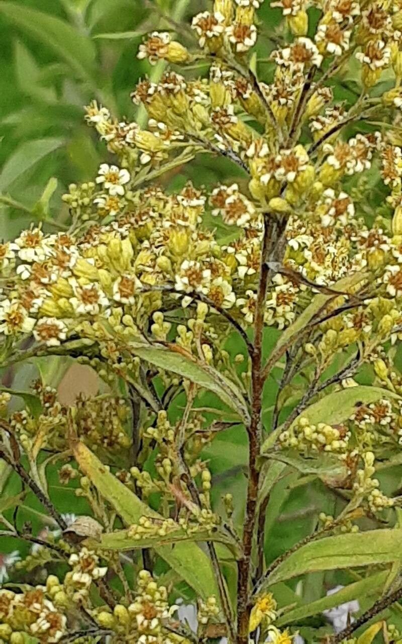 Solidago × luteus flower