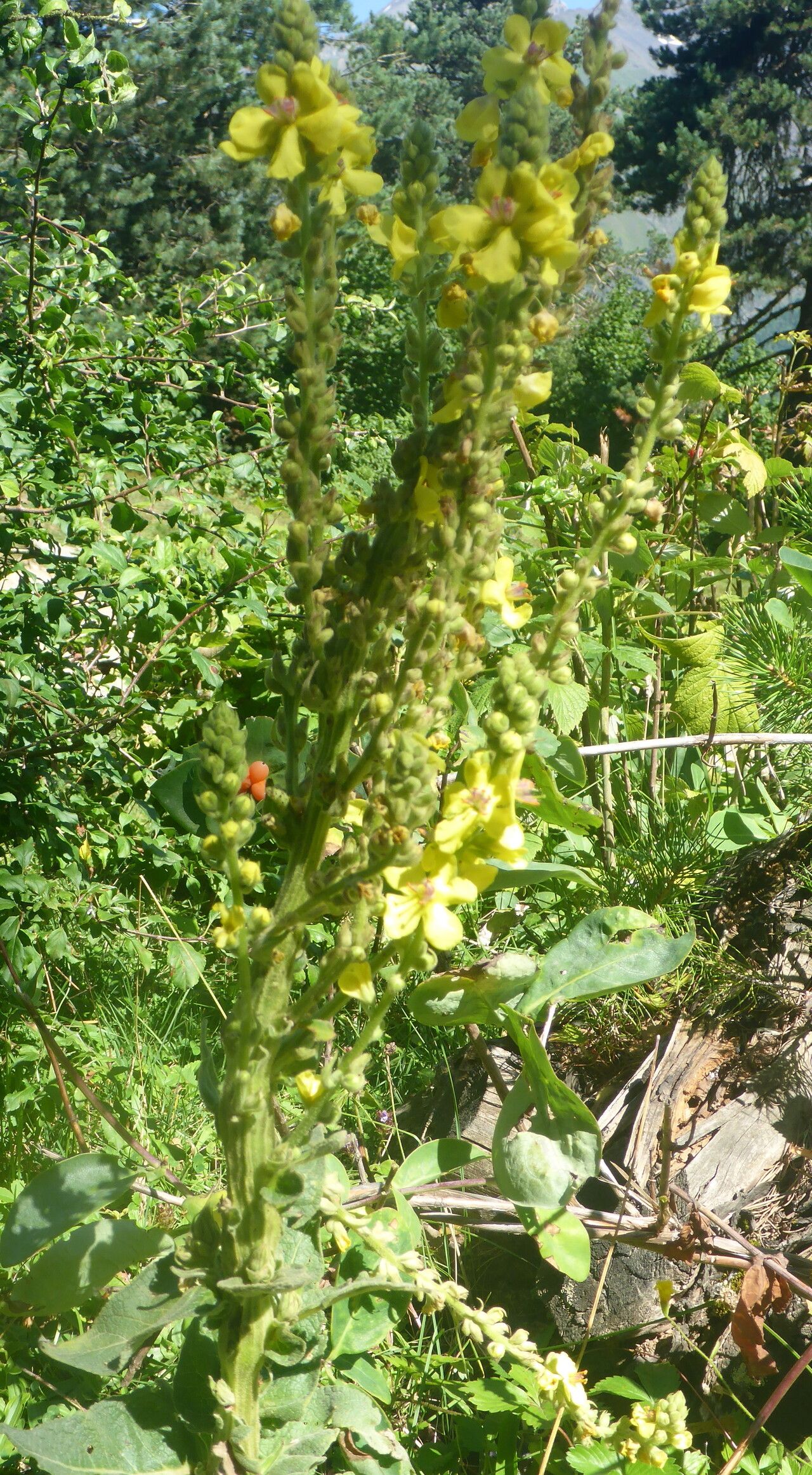Verbascum pyramidatum habit