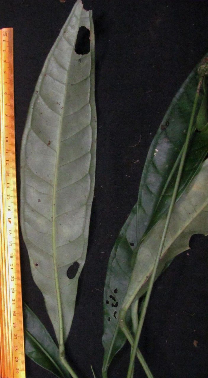 Anthurium angustispadix — houseplant care guide