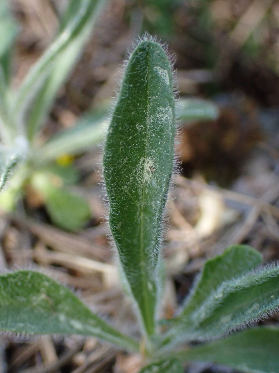 Aster alpinus leaf