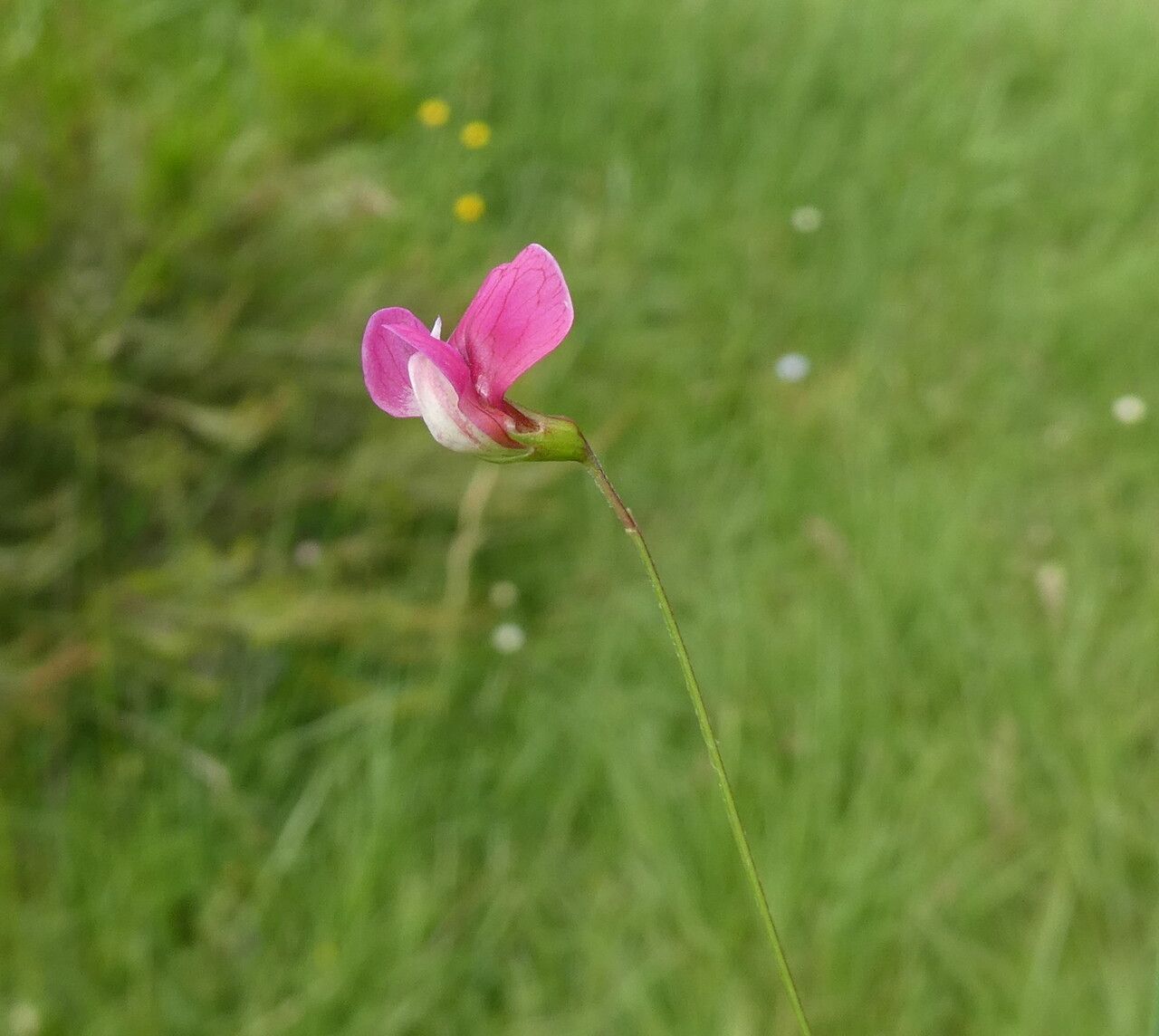Lathyrus nissolia flower