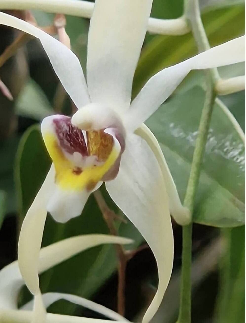 Dendrobium cymbidioides flower