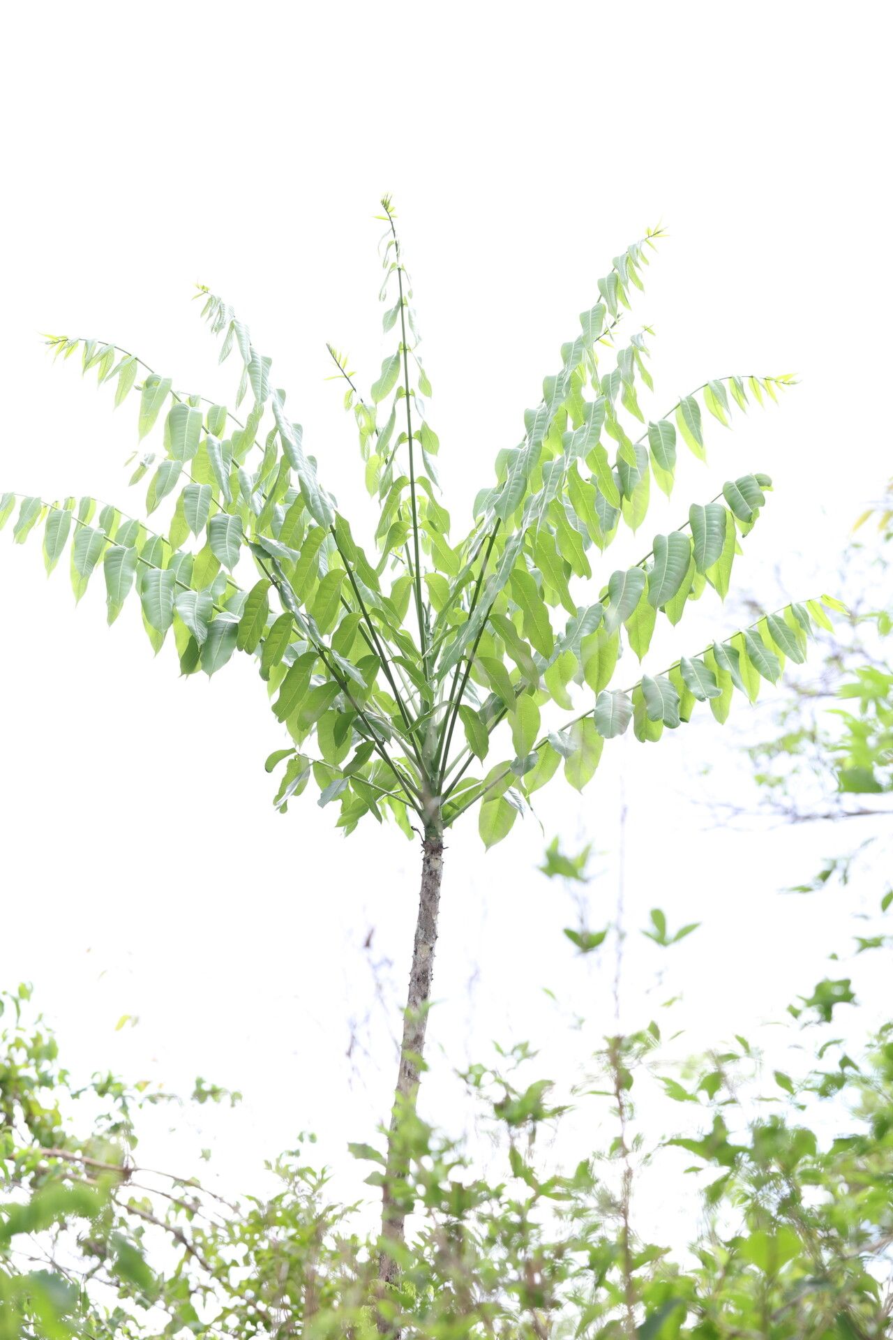 Zanthoxylum tsihanimposa — houseplant care guide