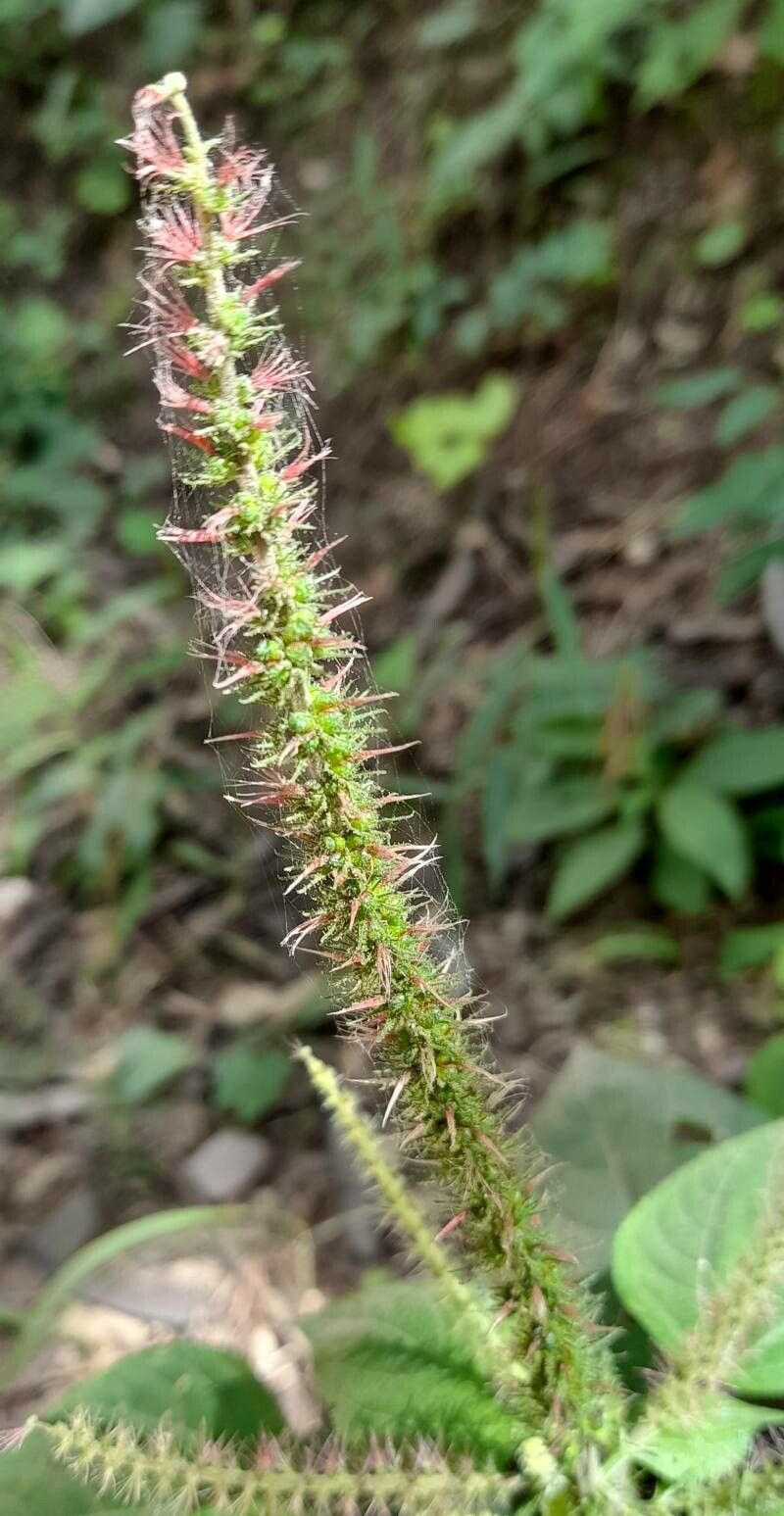 Acalypha communis flower