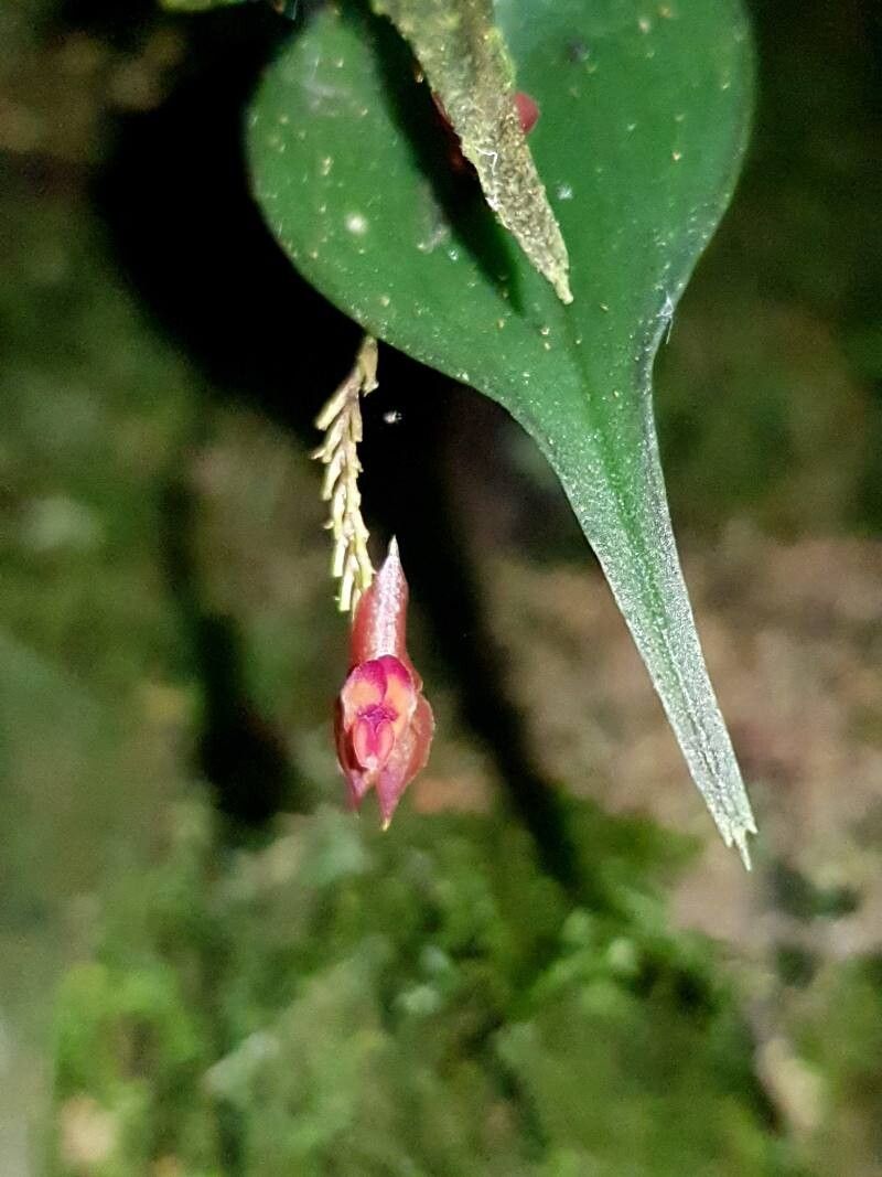 Lepanthes bradei flower