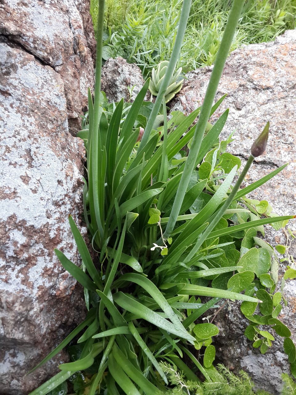 Agapanthus inapertus leaf