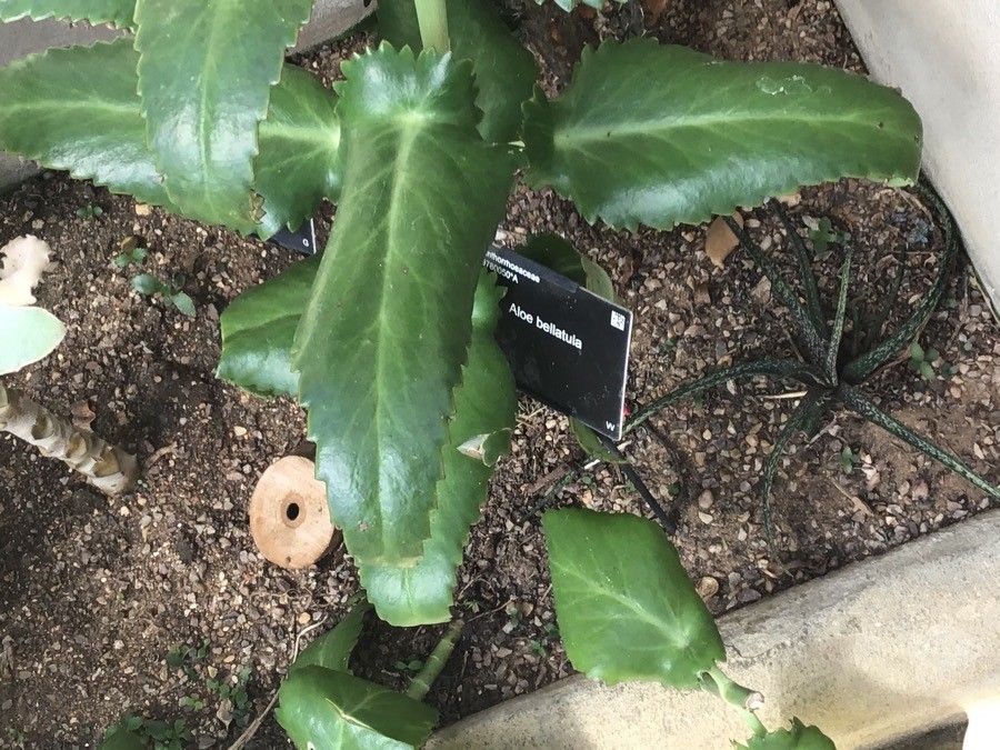 Aloe bellatula leaf