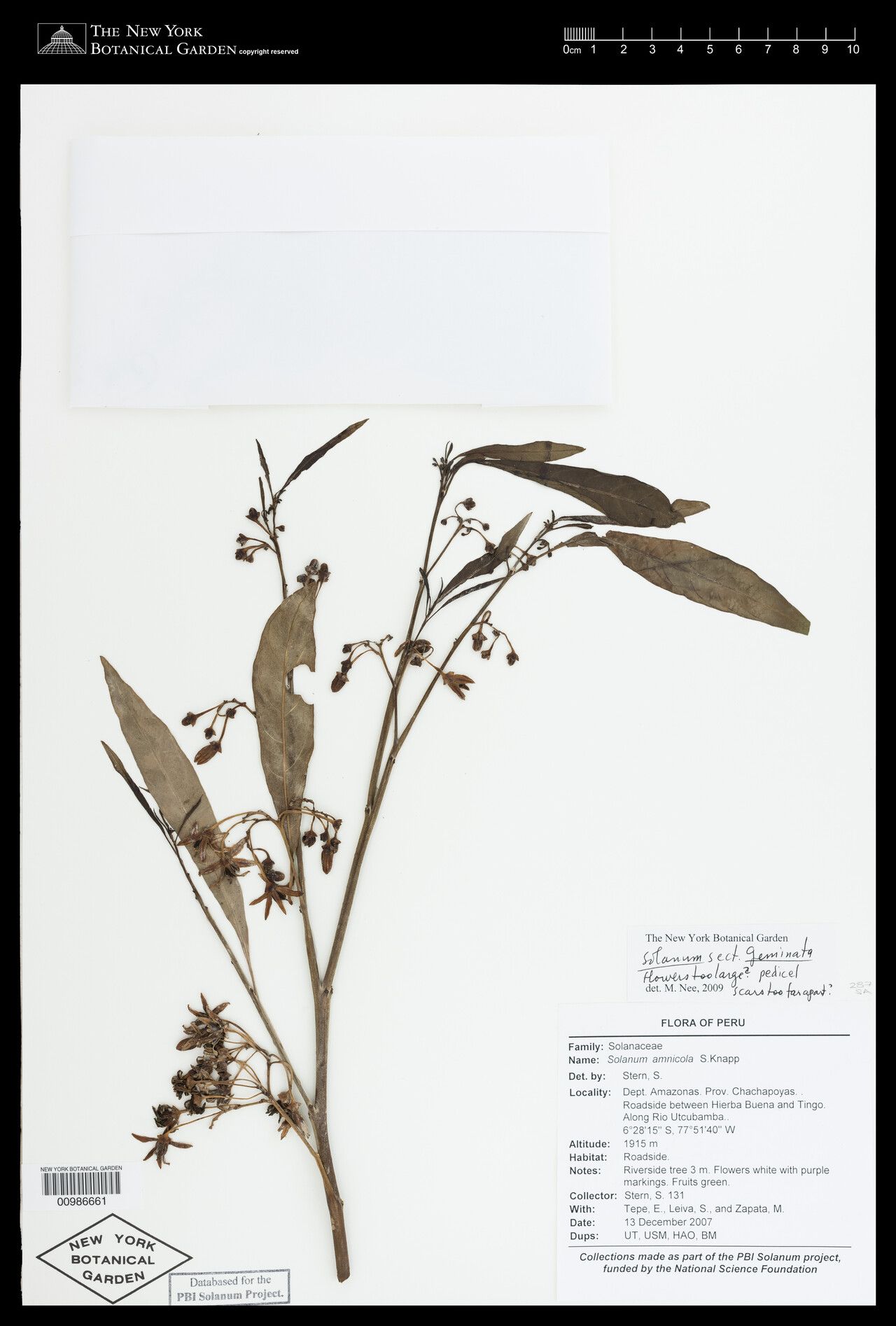 Solanum amnicola — houseplant care guide