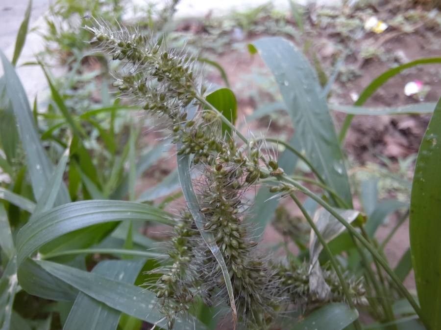 Setaria adhaerens flower