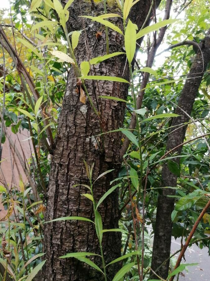 Salix canariensis bark