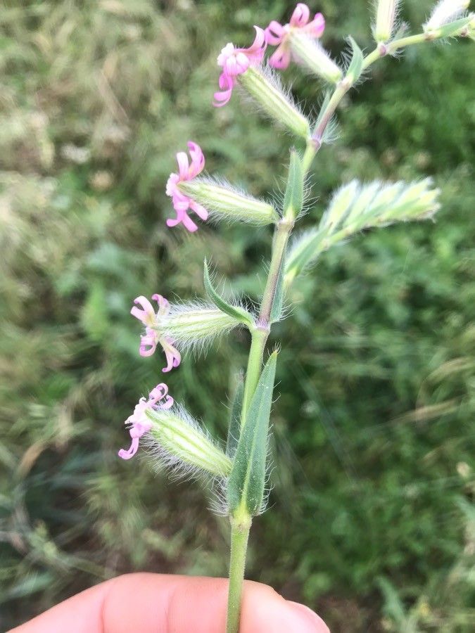 Silene bellidifolia — search result for 'Silene'