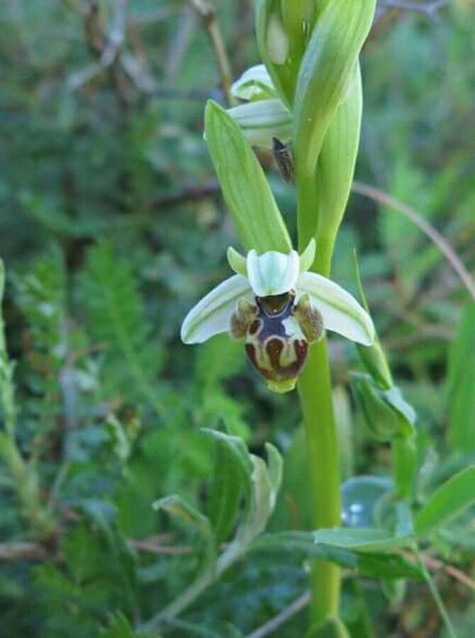 Ophrys umbilicata flower