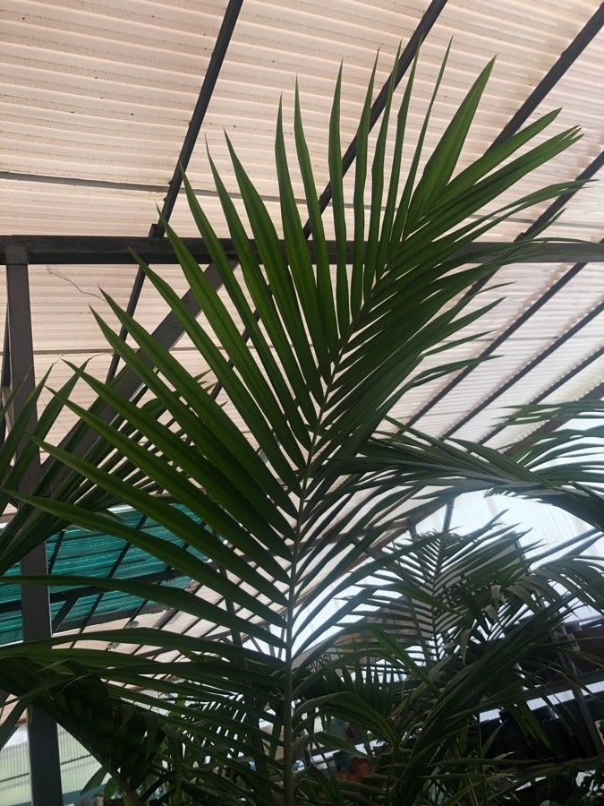 Archontophoenix alexandrae — search result for 'Denmark'