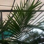 Archontophoenix alexandrae