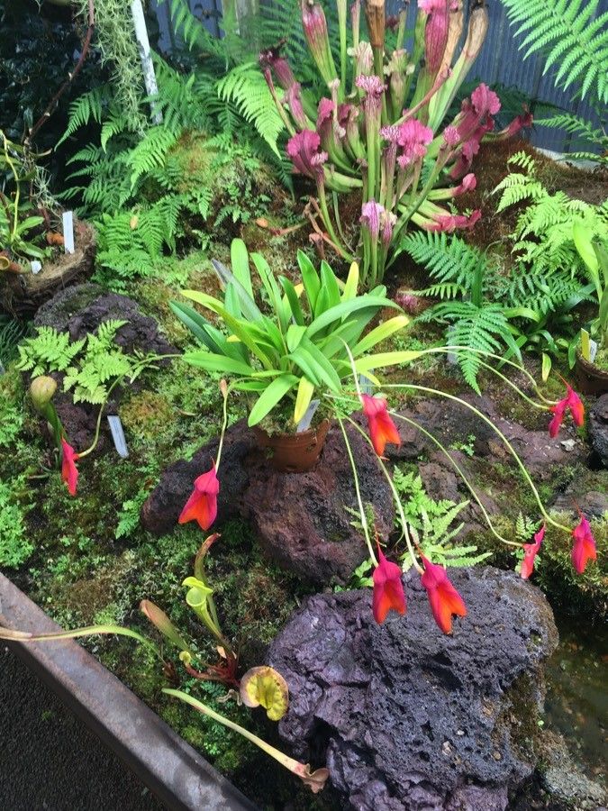 Masdevallia veitchiana habit