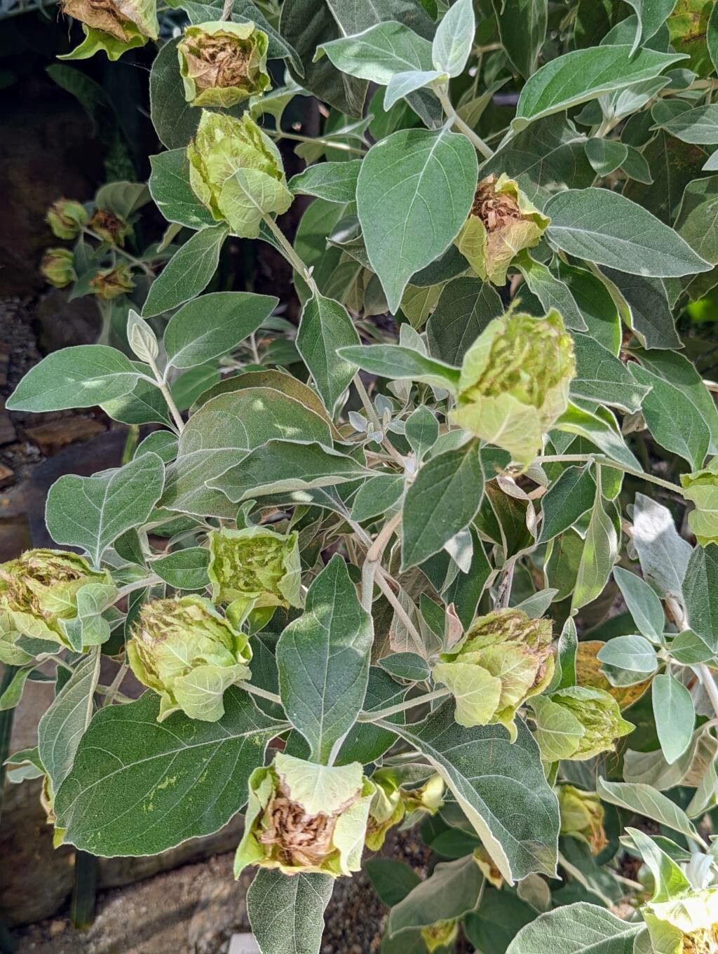 Barleria albostellata leaf