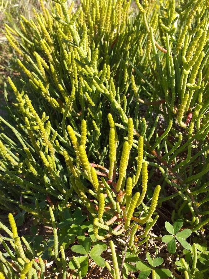 Salicornia virginica leaf