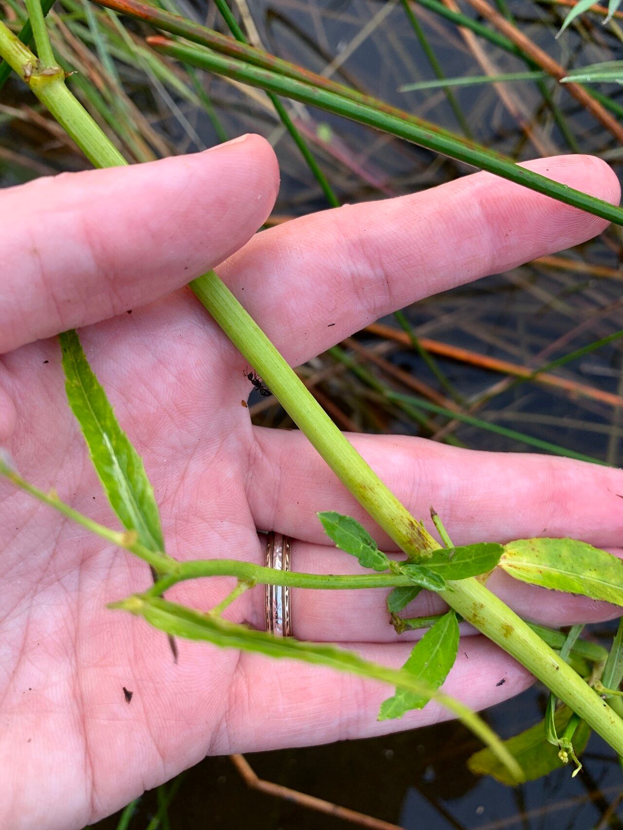 Caperonia castaneifolia bark