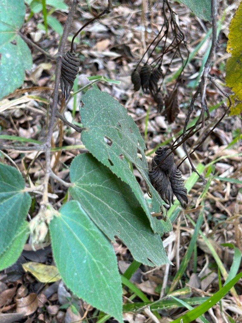 Helicteres ovata fruit