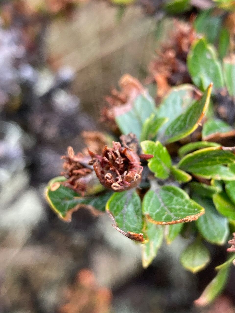 Hesperomeles obtusifolia flower
