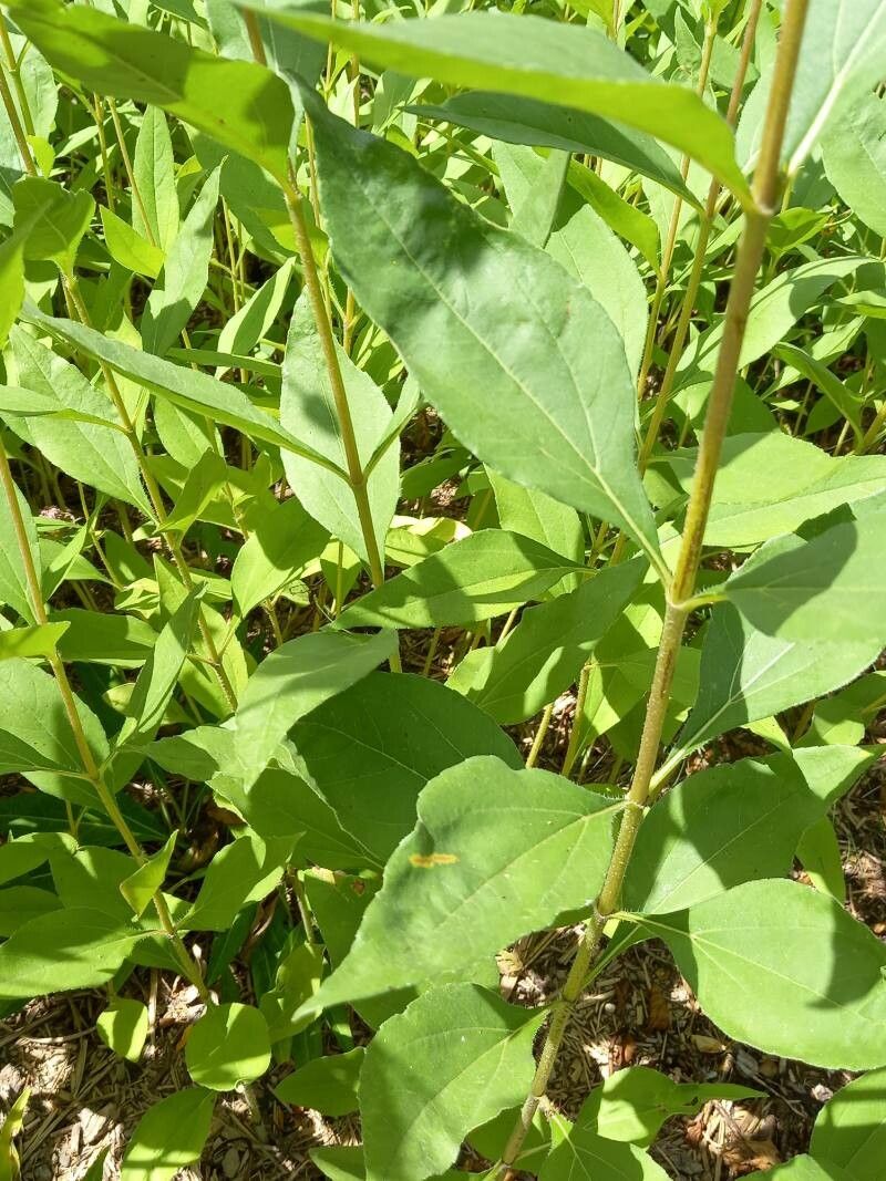 Helianthus atrorubens