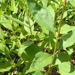 Helianthus atrorubens