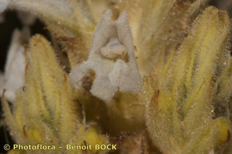 Phelipanche portoilicitana bark