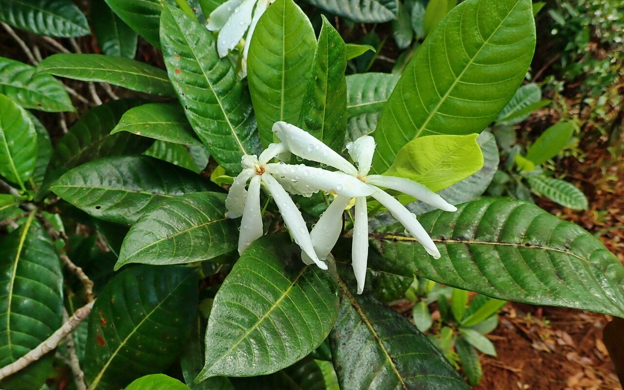 Gardenia oudiepe flower