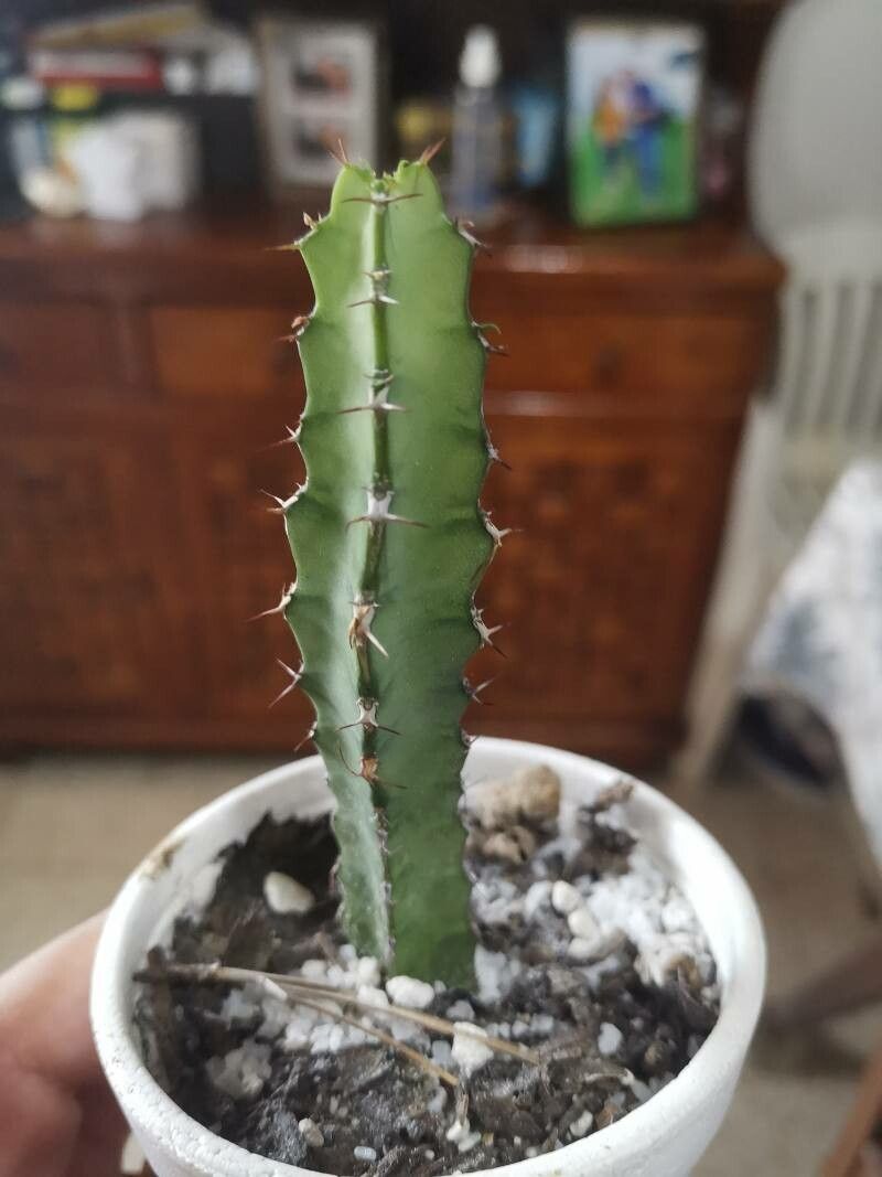 Euphorbia polyacantha bark