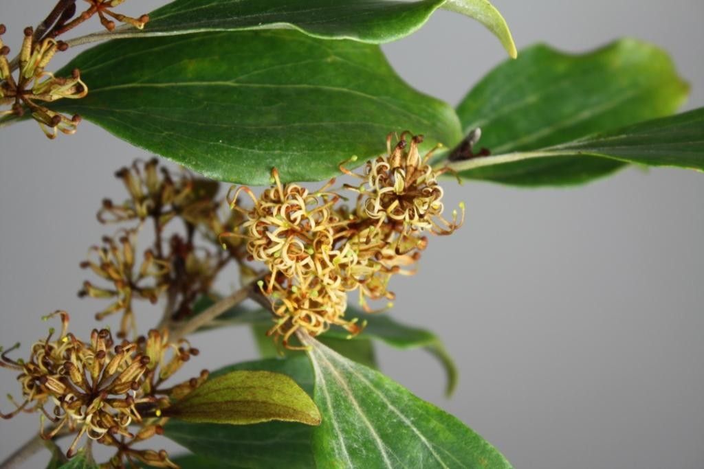 Stenocarpus villosus fruit