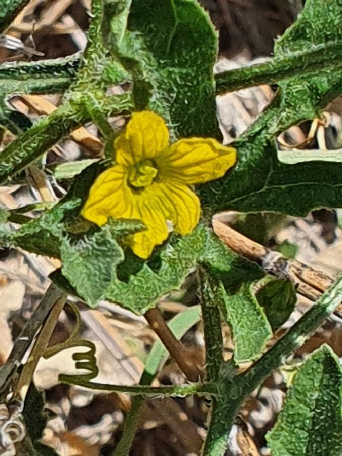 Cucumis ficifolius flower
