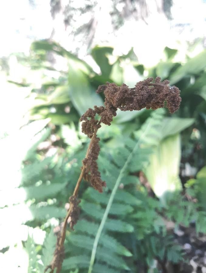 Osmunda claytoniana fruit