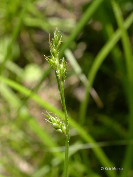 Carex leptopoda — search result for 'Carex'