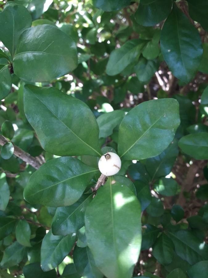 Randia aculeata leaf