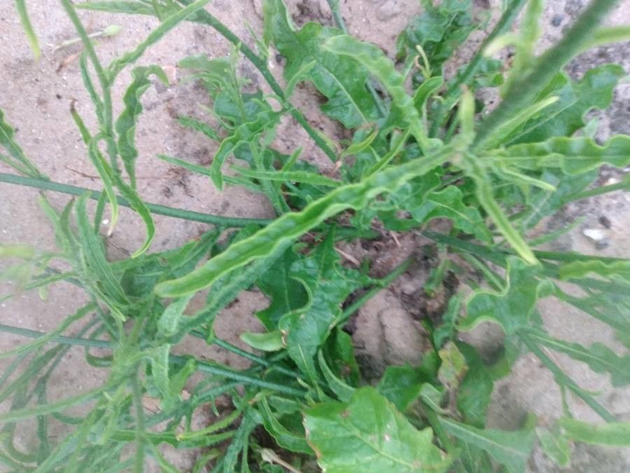 Nicotiana longiflora leaf