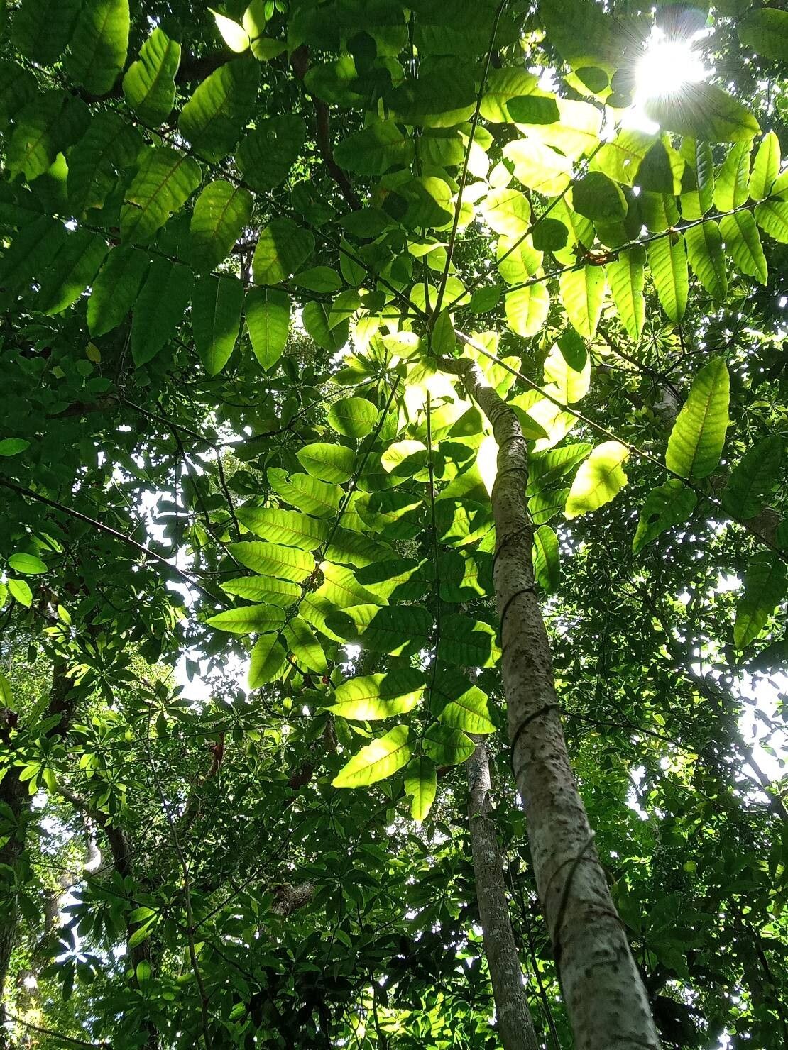 Polyscias aemiliguineae leaf