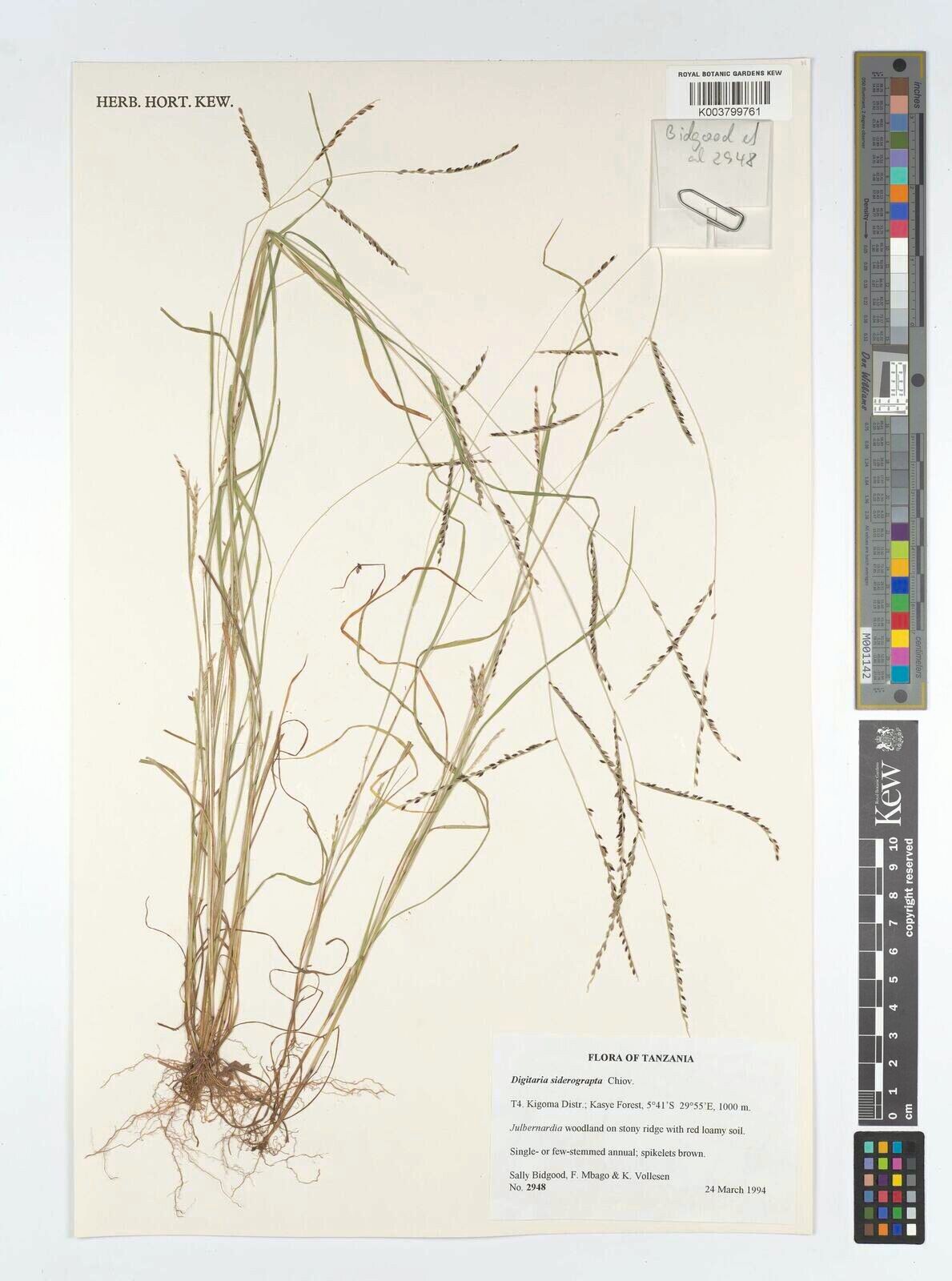 Digitaria siderograpta — houseplant care guide