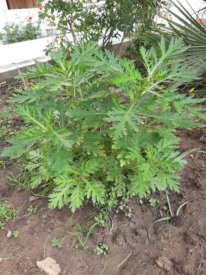 Crambe arborea habit